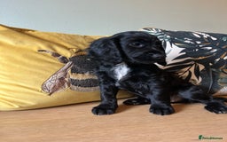 Sprocker dogs for sale: Sprocker Puppies - Image 4