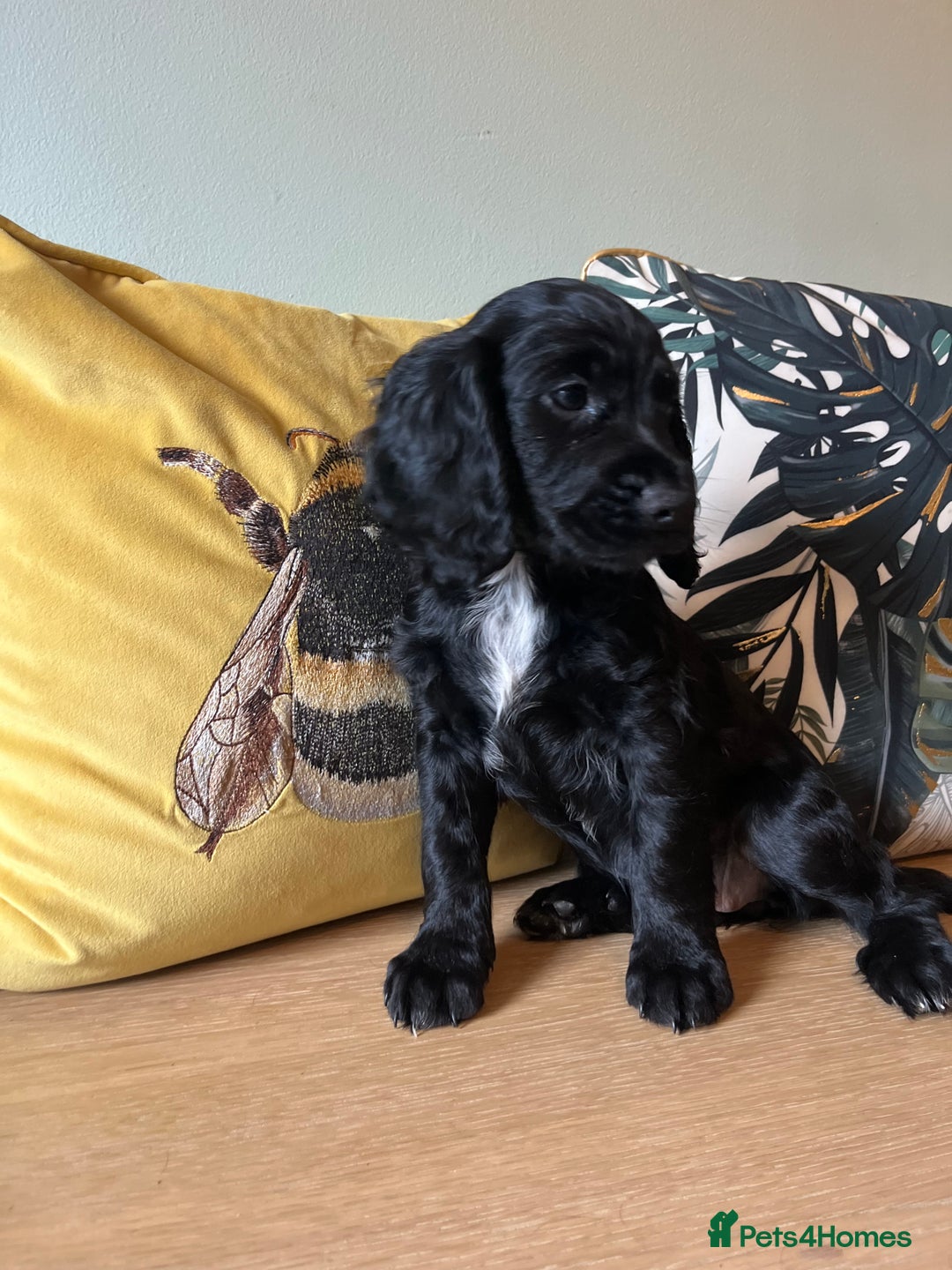 Sprocker dogs for sale: Sprocker Puppies - Image 4