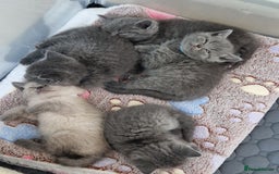 British Shorthair cats for sale: Chunky bsh kittens ready to leave now ❤️  - Image 17