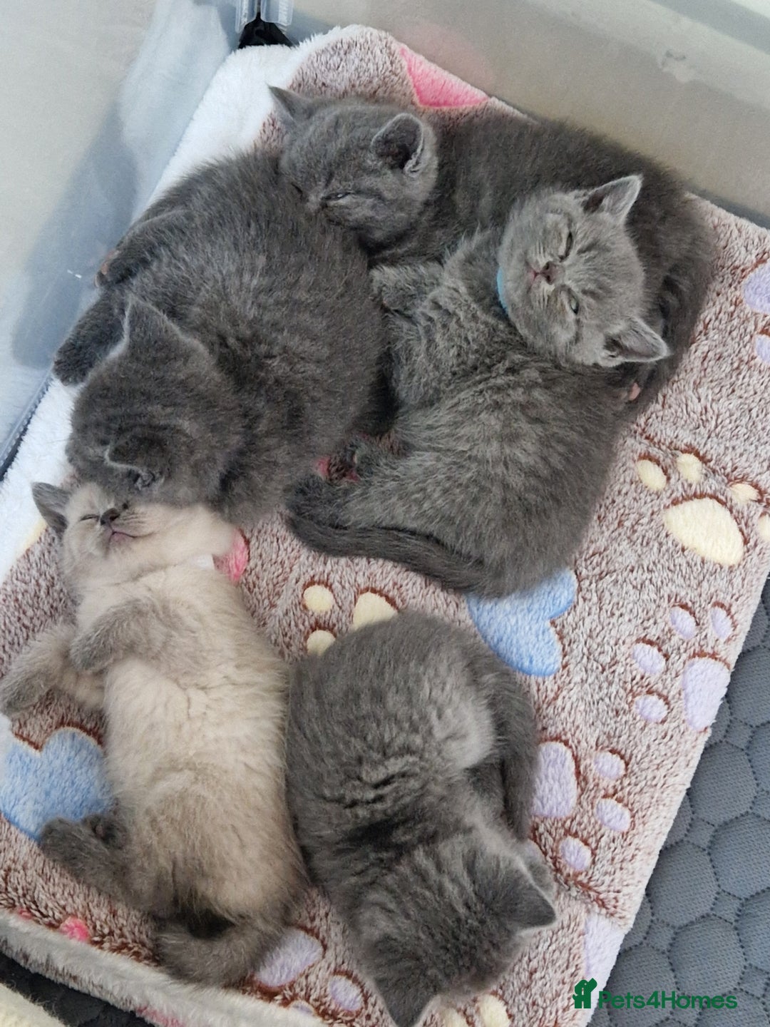 British Shorthair cats for sale: Chunky bsh kittens ready to leave now ❤️  - Image 17