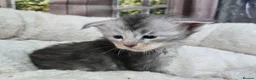 Maine Coon cats for sale: Stunning TICA Maine Coon kittens - Advert 8