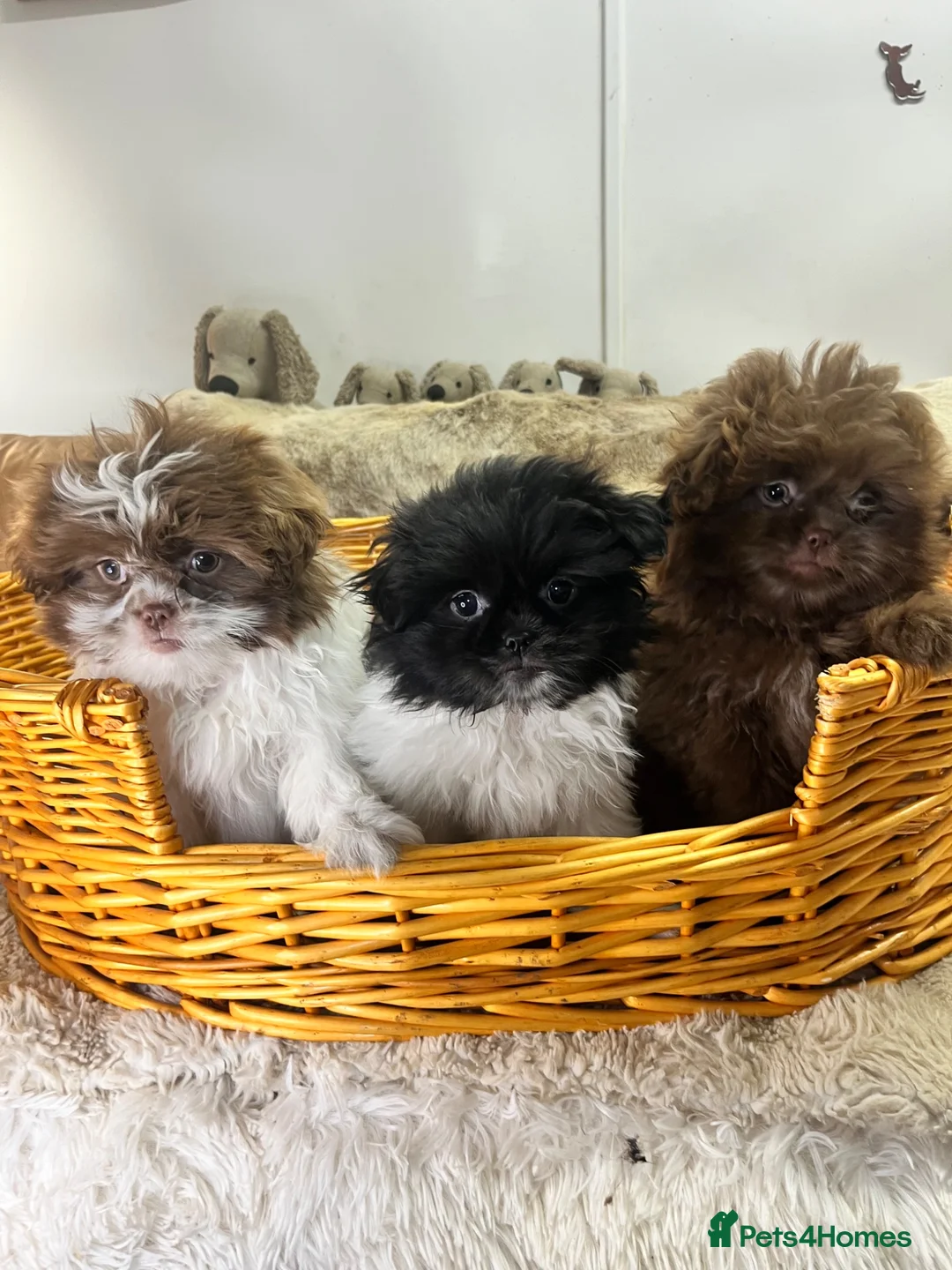 Shih Tzu dogs for sale: Fluffy Fluff Balls - Advert 1