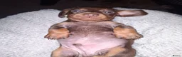 Miniature Dachshund dogs for sale: Beautiful Mini Dachshund Puppies  - Advert 6
