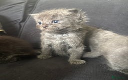 Ragdoll cats for sale: 5 Ragdoll cross babies available  - Image 2