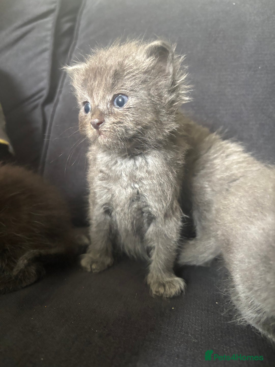 Ragdoll cats for sale: 5 Ragdoll cross babies available  - Image 2