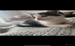 Ragdoll cats for sale: Ragdoll mix kittens  - Image 2
