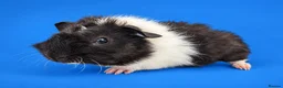 Guinea Pig rodents for sale: Bonded guinea pig boys swiss and Lakeland  - Advert 3