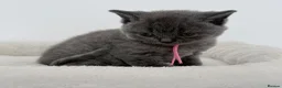 British Shorthair cats for sale: pure british shorthair kittens  - Advert 39