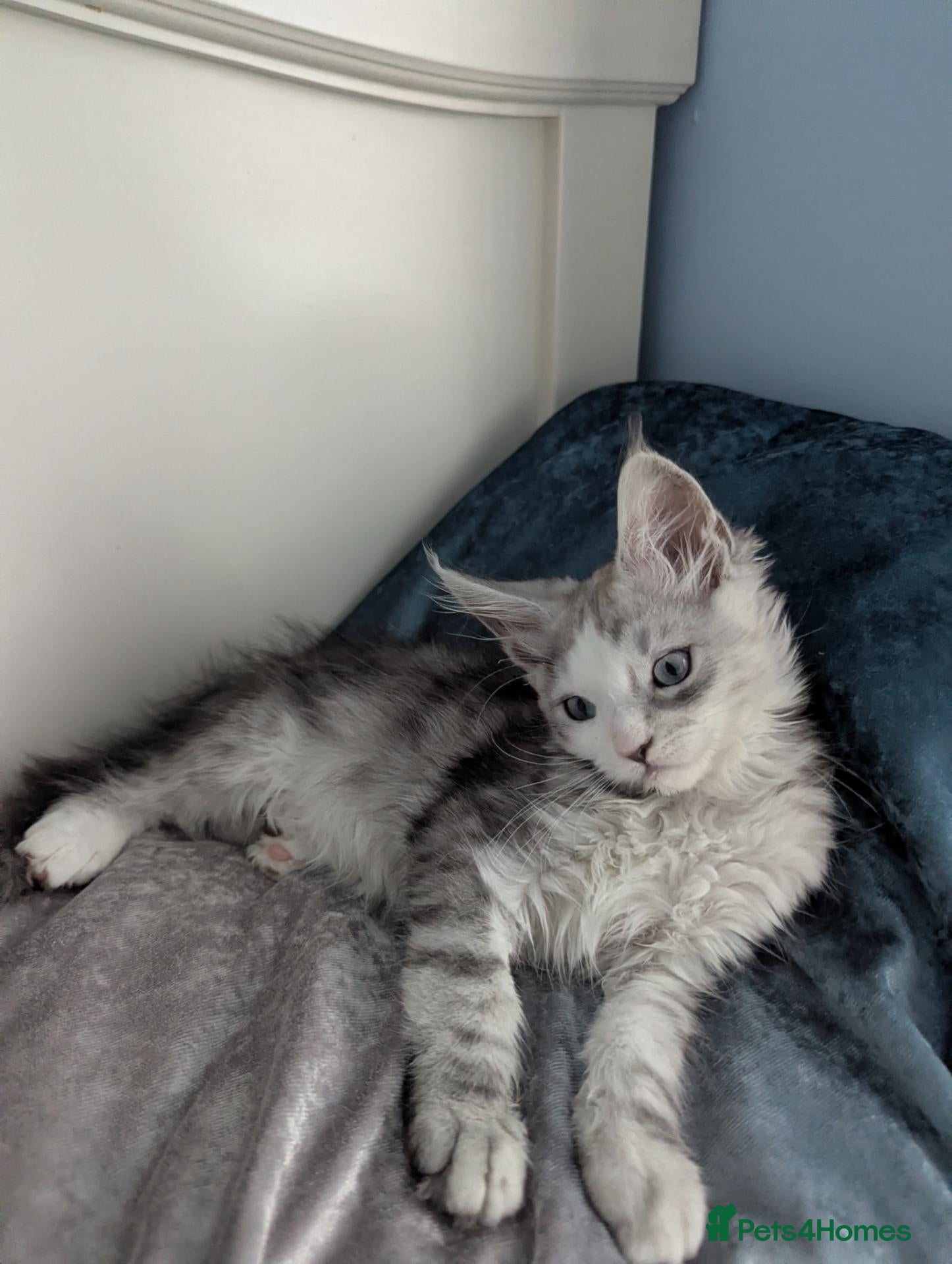 Maine Coon cats Maine Coon Pedigree Kittens  - Advert 2