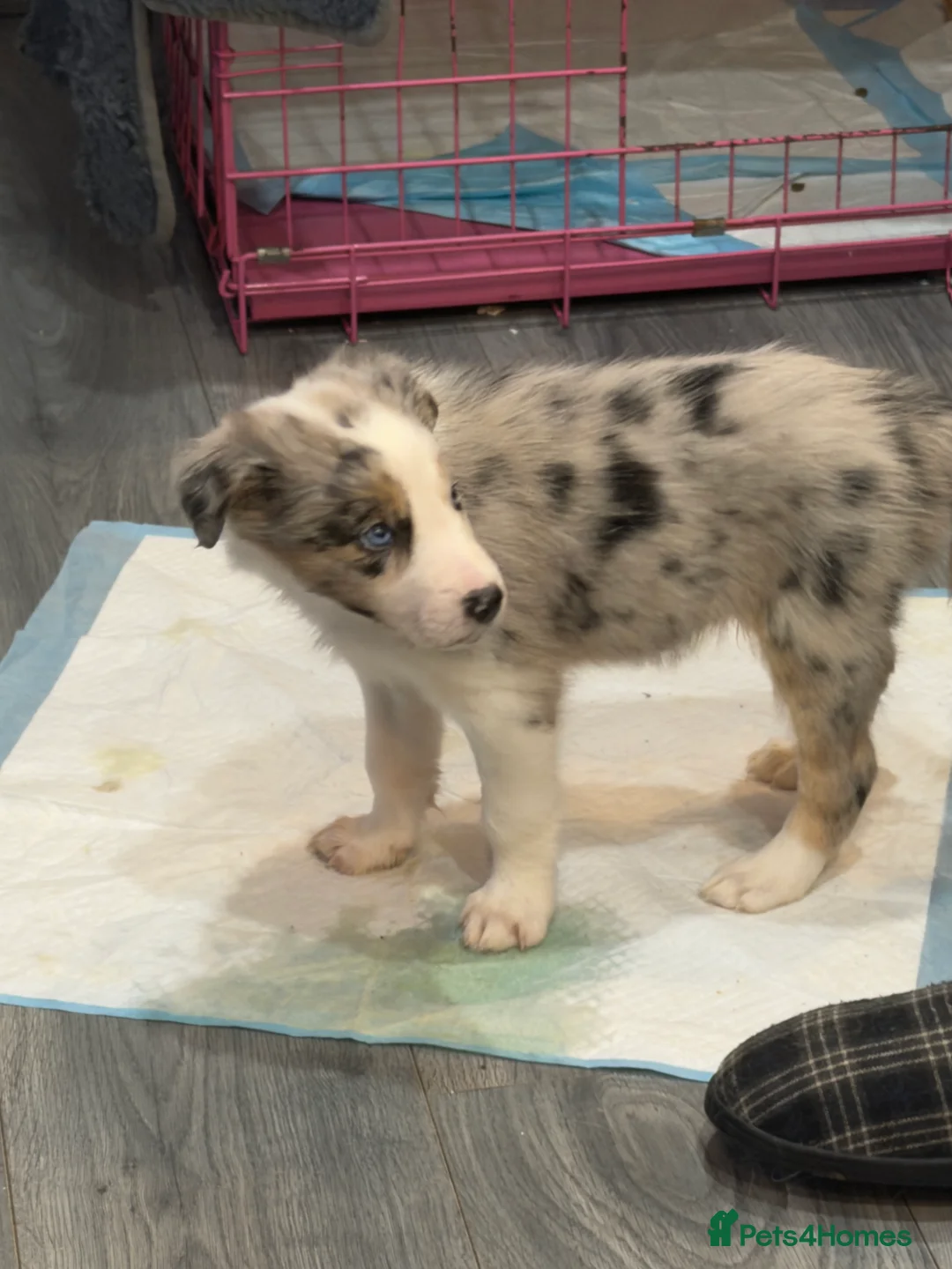 Mixed Breed dogs for sale: Stunning Border Collie Cross Puppies Family Raised - Advert 26