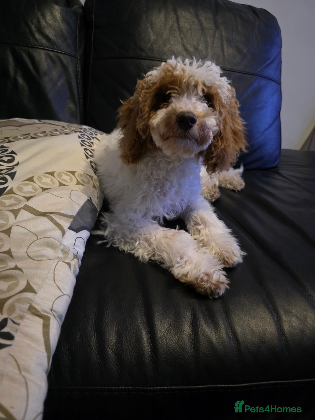 Cockapoo dogs for sale: Beautiful 10-month-old Cockapoo female for sale 🐶 - Advert 4