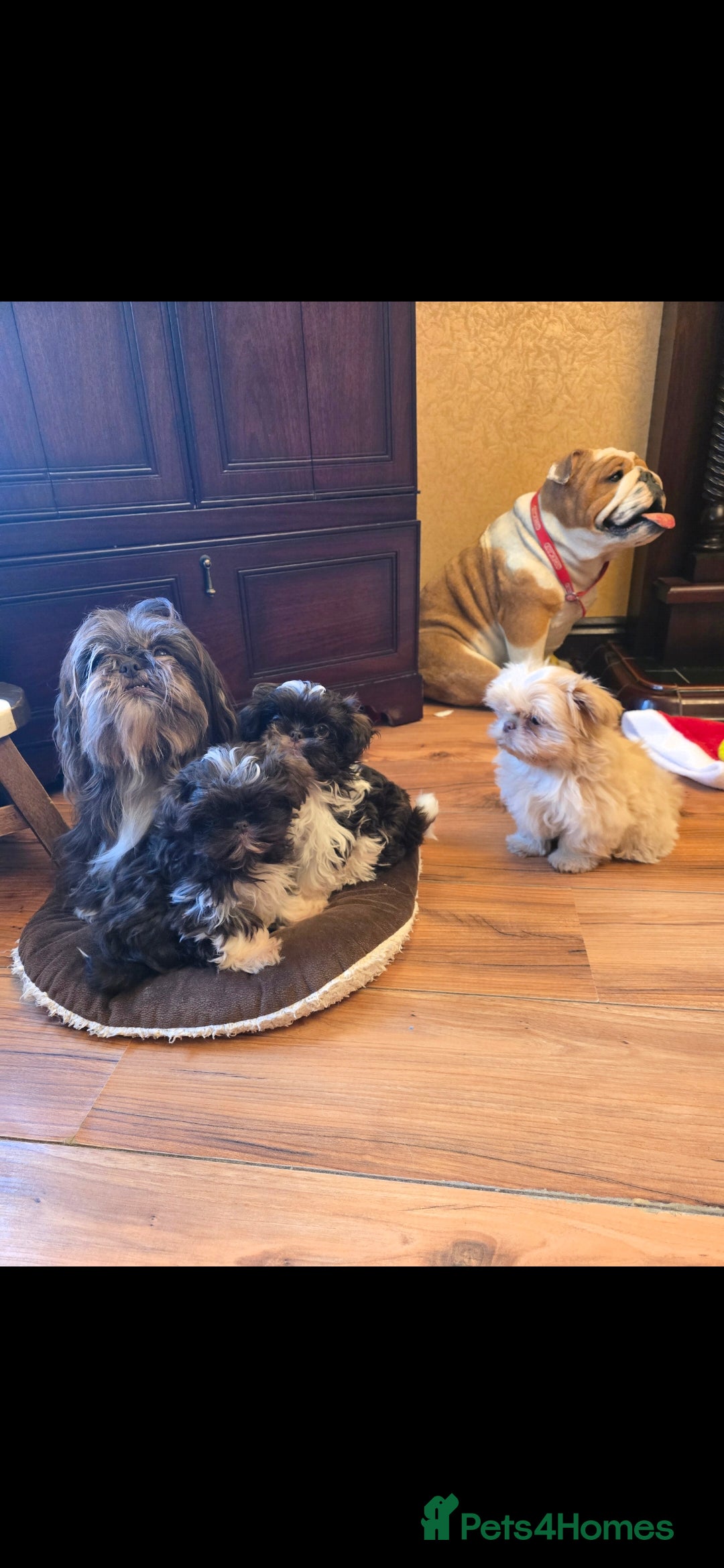 Shih Tzu dogs for sale: Stunning shih tzu - Advert 3