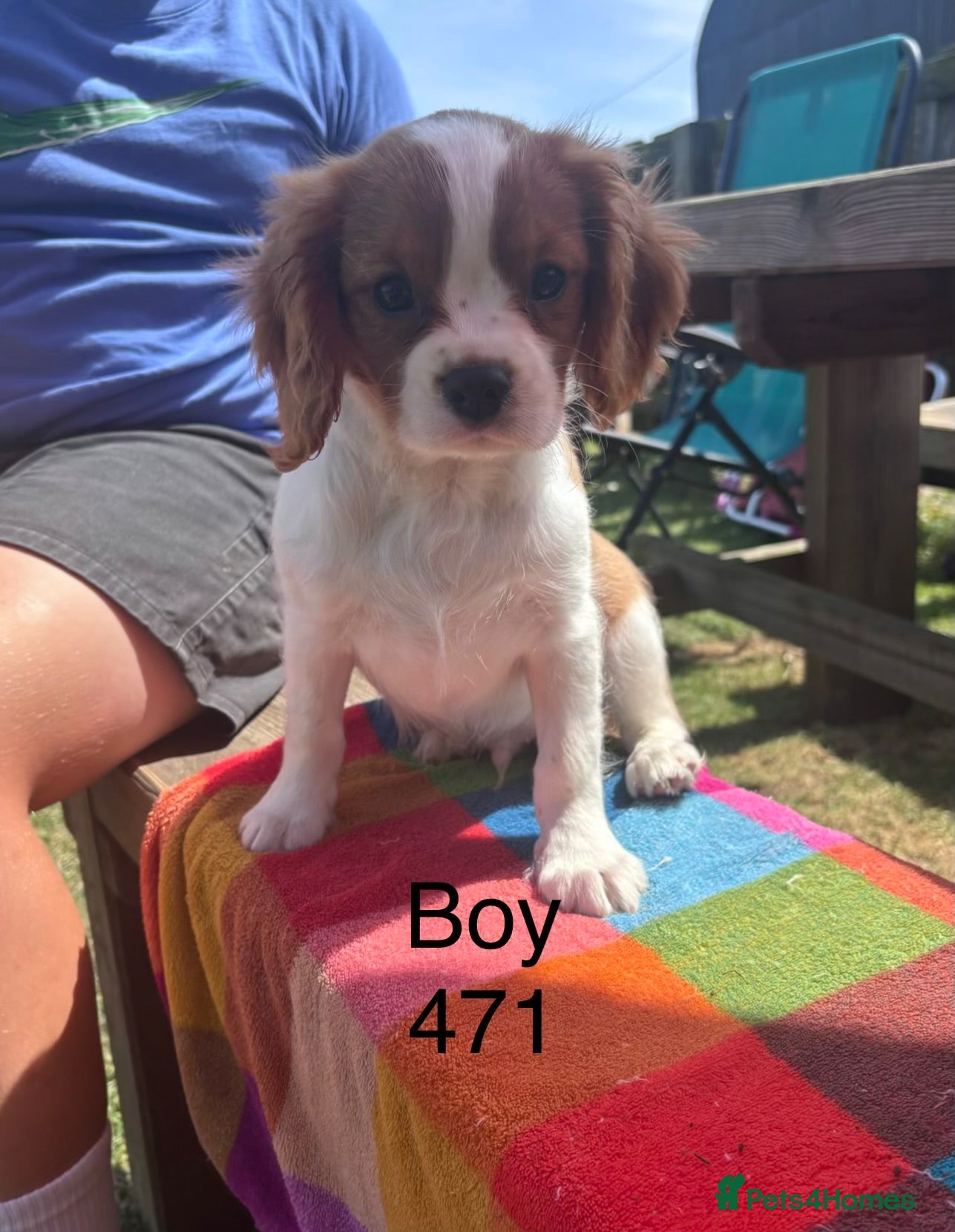 Cavalier King Charles Spaniel dogs Gorgeous chunky little puppies READY now - Advert 1