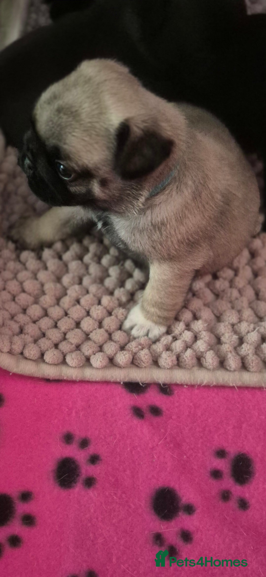 Pug dogs for sale: chipped✔️ 1st vac✔️ 2nd vac✔️ vet health check✔️  - Image 7