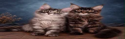 Maine Coon cats for sale: Ready to go ☺️ - Advert 7