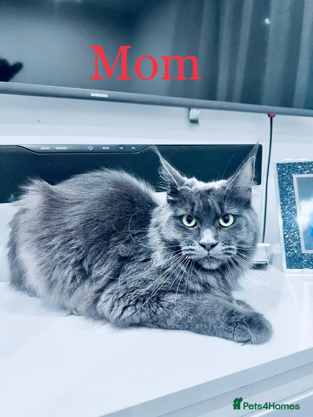 Maine Coon cats for sale: Blue Maine Coon  Kitten Girl from XXL Parents  - Advert 2