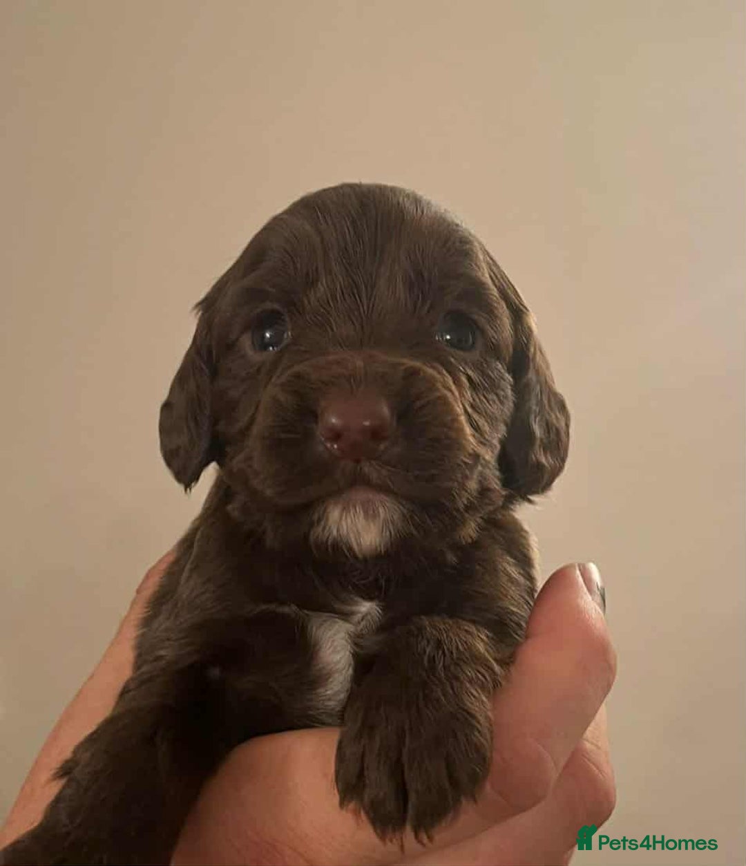 Cocker Spaniel dogs for sale: Gorgeous Health Tested Working Cocker Spaniels - Image 14