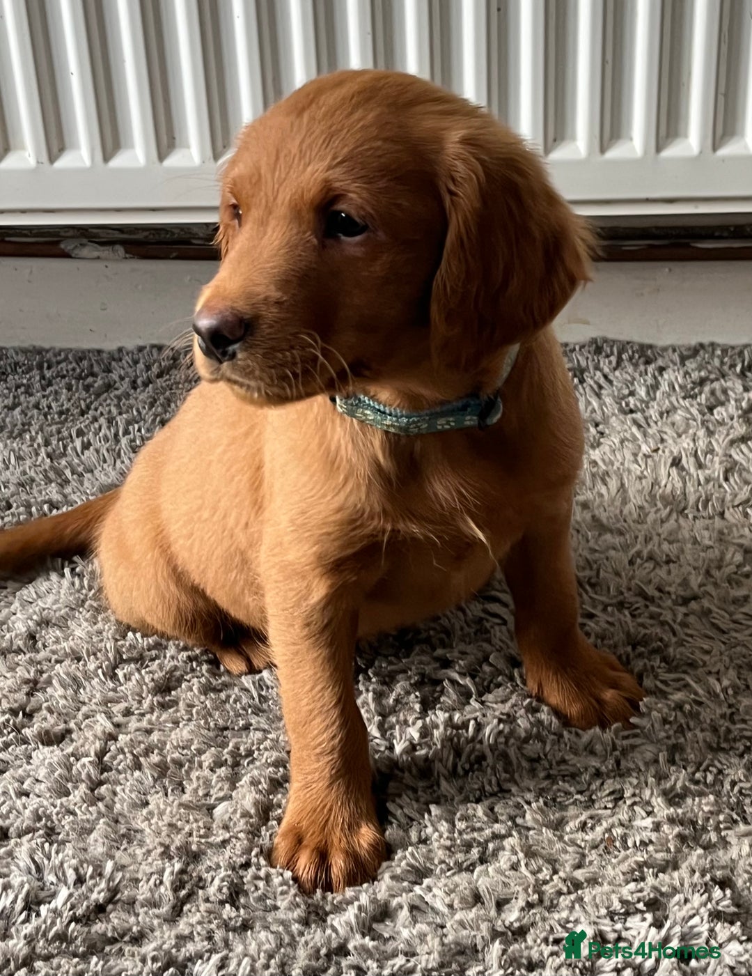 Labrador Retriever dogs for sale: Fox Red Labrador puppies - Advert 3