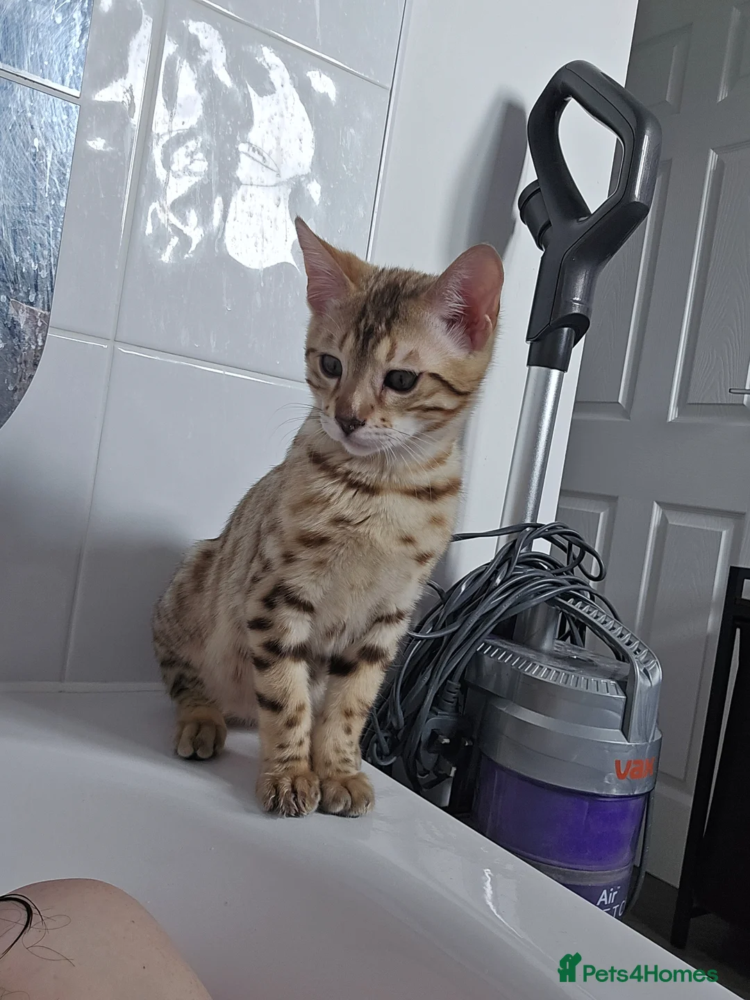 Bengal cats for sale: Bengal kitten in Walsall - Advert 3