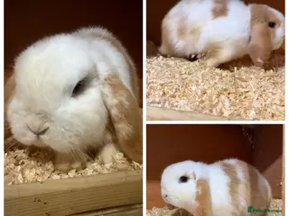 Mini Lop rabbits Pure bred mini lops - Advert 16