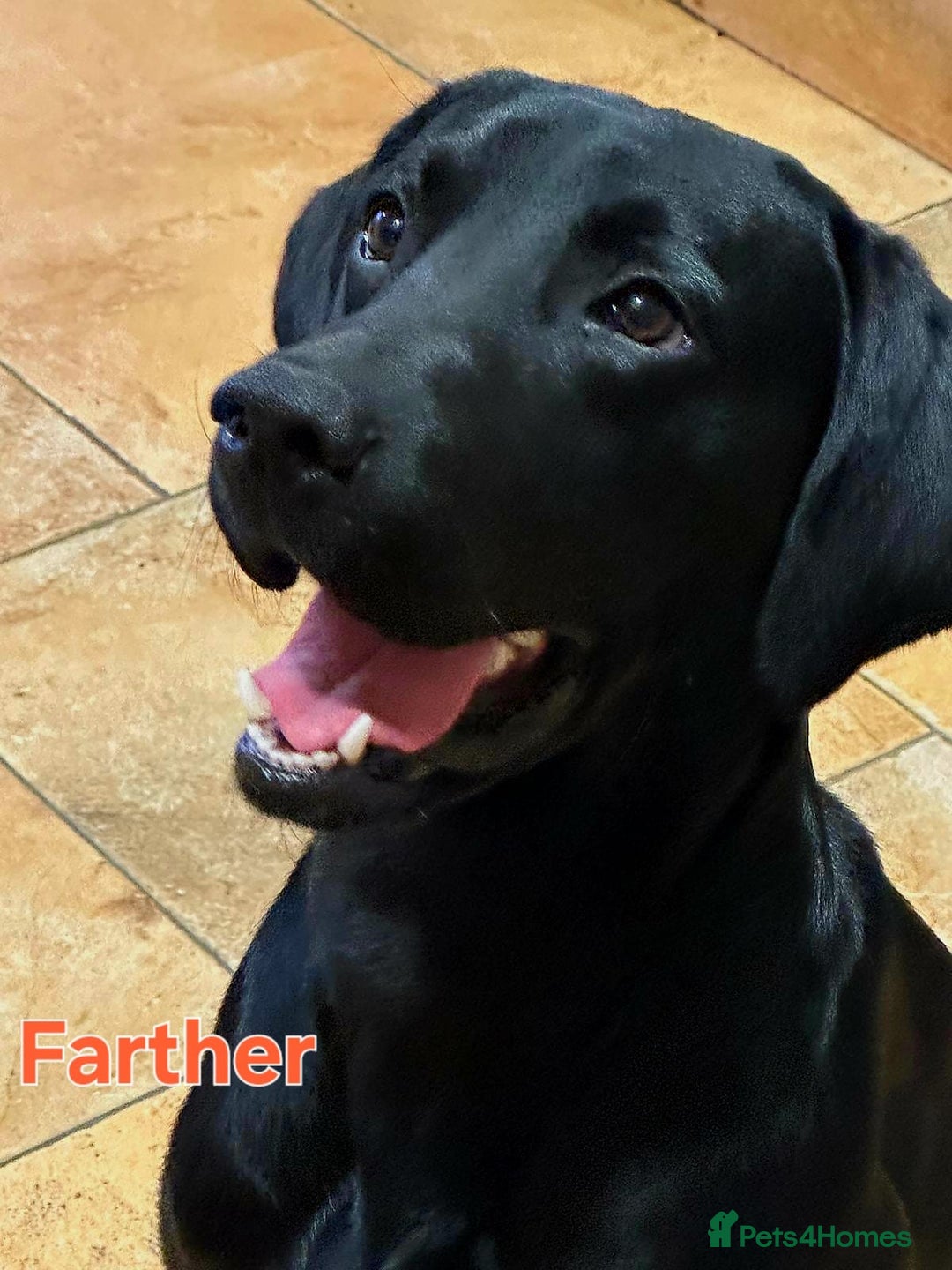 Mixed Breed dogs for sale: Labrador x Belgium Shepherd pups for sale - Image 5