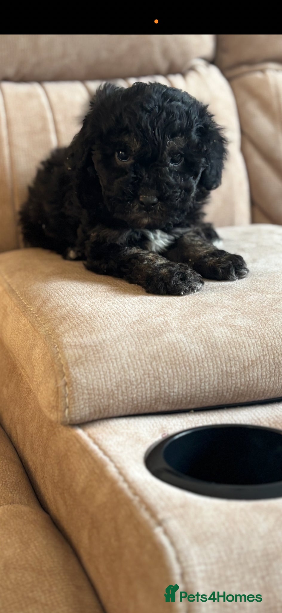 Maltipoo dogs 🐶 Stunning Mini maltipoo puppies (toy poodle) 🐶  - Advert 6