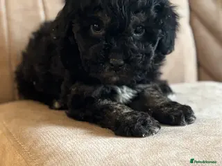 Maltipoo dogs 🐶 Stunning Mini maltipoo puppies (toy poodle) 🐶 - Advert 6