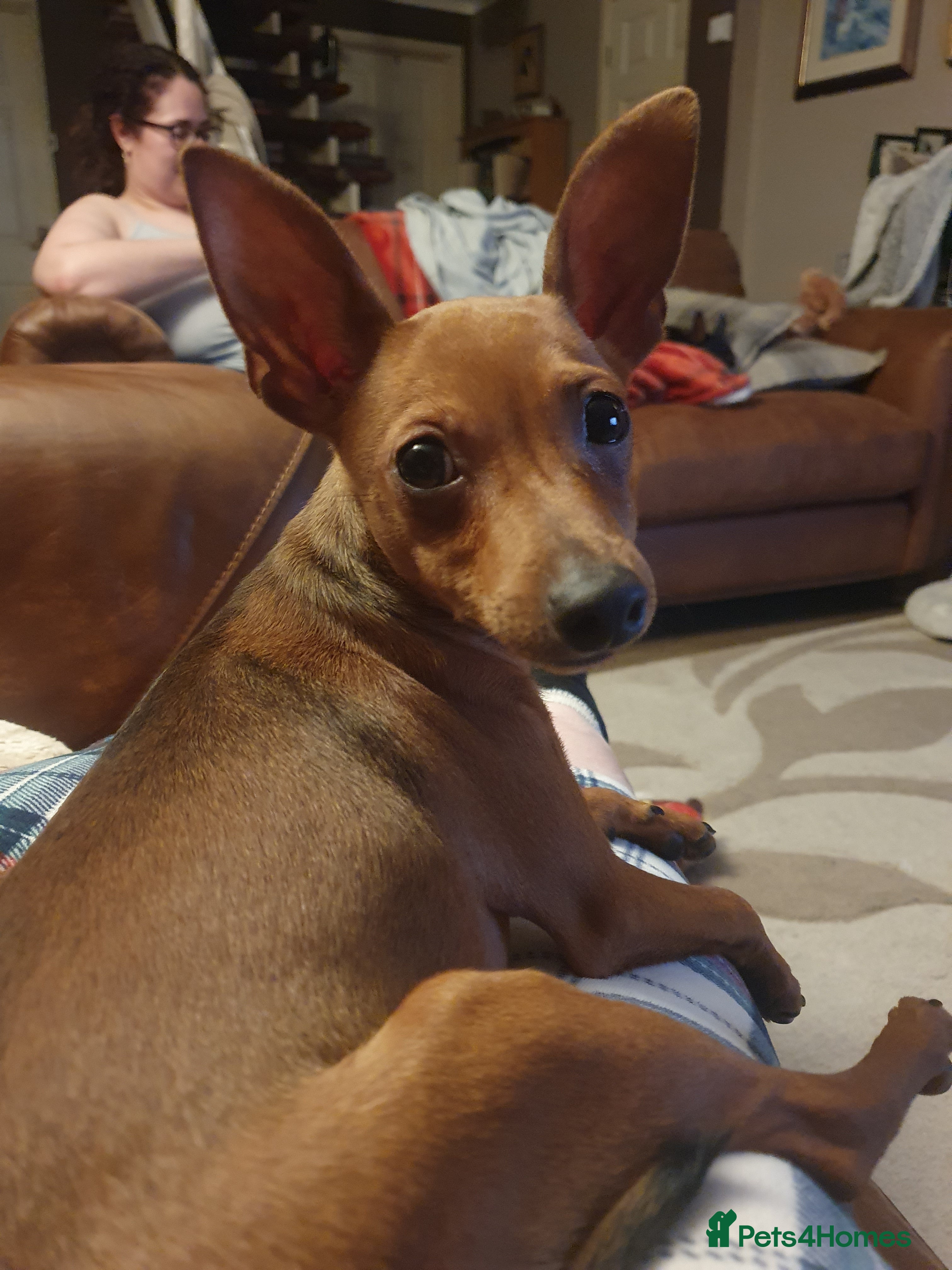 Miniature Pinscher dogs Miniature pinscher stag red boy  - Advert 1