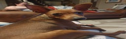 Miniature Pinscher dogs for sale: Miniature pinscher stag red boy  - Advert 1