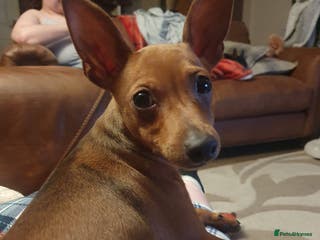 Miniature Pinscher dogs Miniature pinscher stag red boy - Advert 3