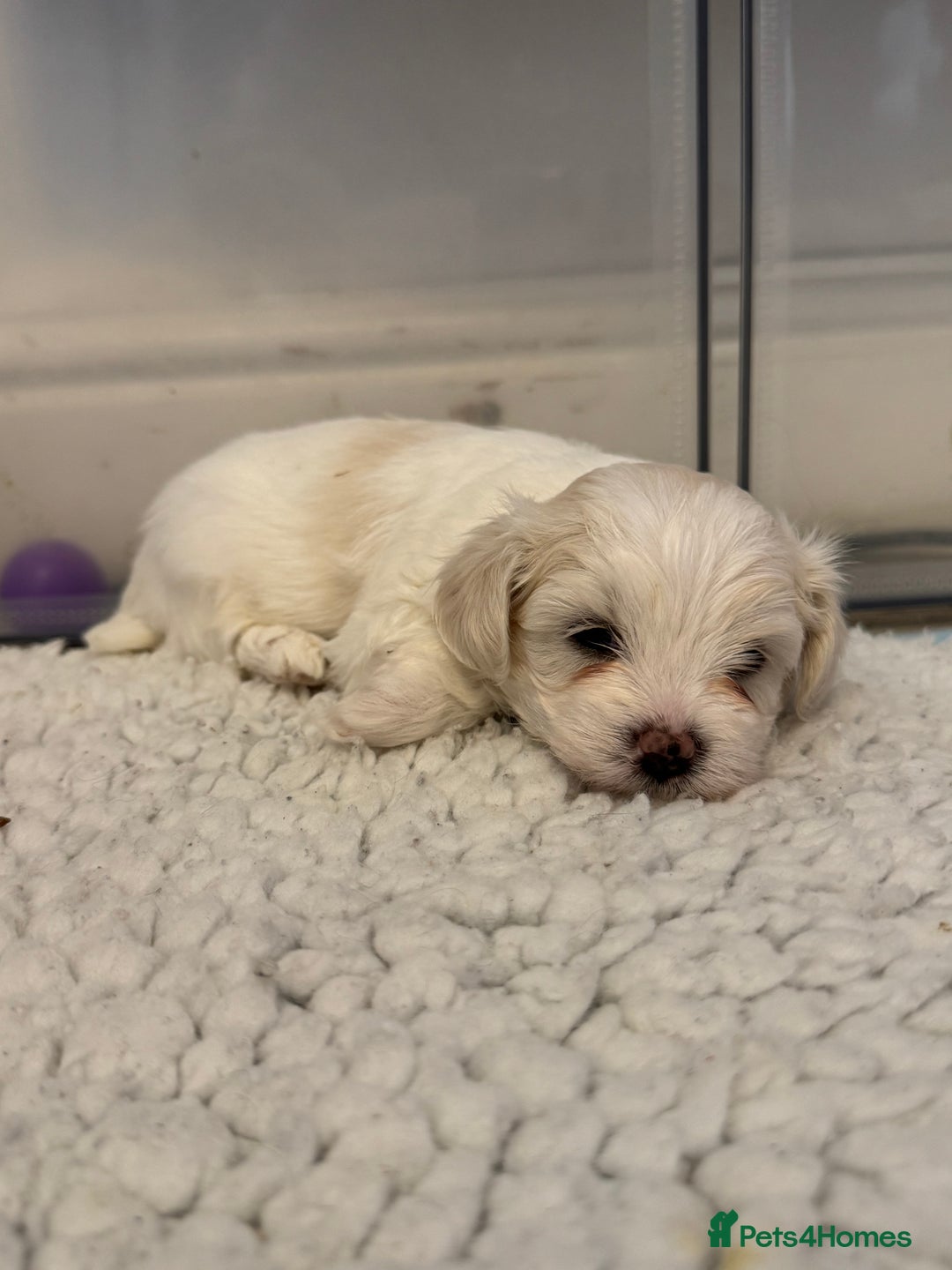 Mixed Breed dogs for sale: Maltese Cross Puppies for Sale  - Image 4