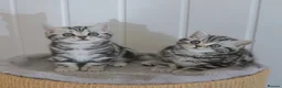 British Shorthair cats for sale: Stunning marble British shorthair kittens - Advert 7
