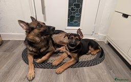 German Shepherd dogs for sale: Beautiful German Shepherd Puppy - Image 15