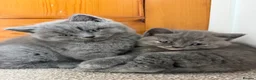 British Shorthair cats for sale: British shorthair kittens for sale  - Advert 9
