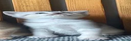 Abyssinian cats for sale: Beautiful British Shorthair x Abyssinian Kittens - Advert 4