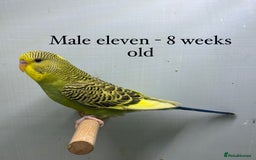 Budgerigars birds for sale: 8 week old Beautiful baby Budgies - Image 16