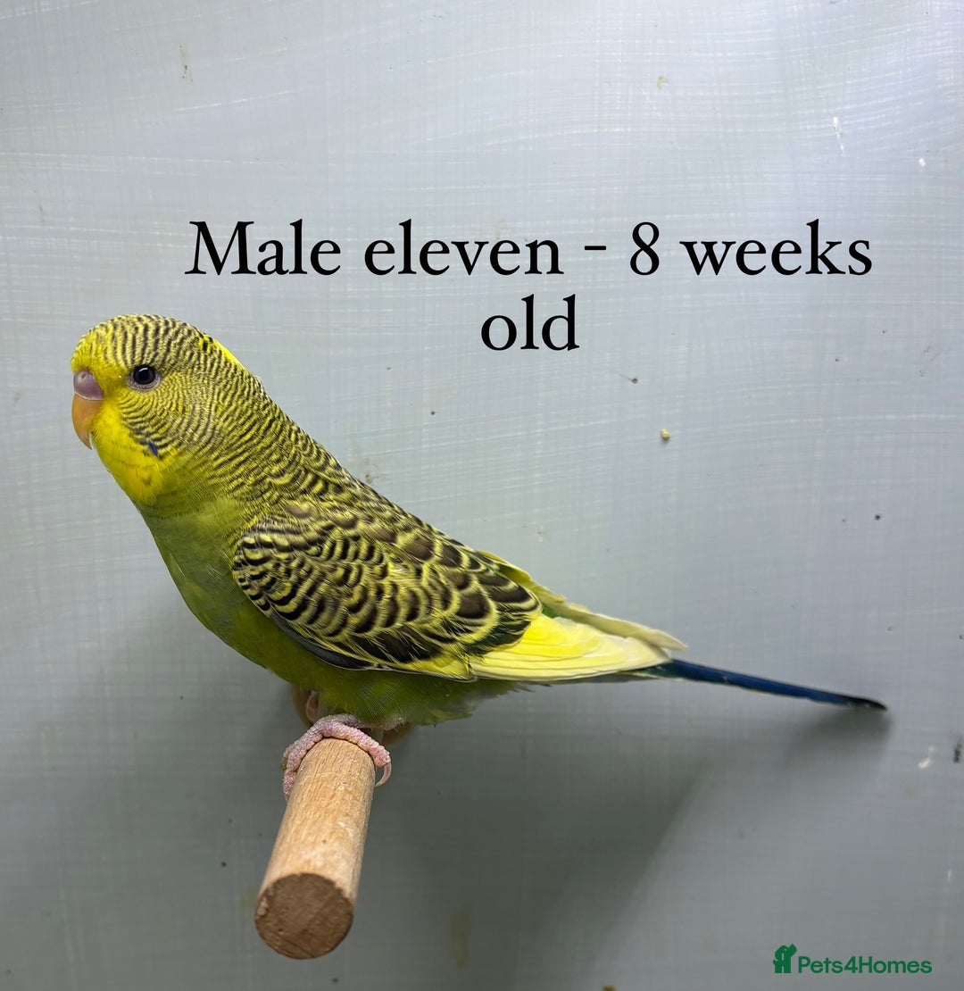 Budgerigars birds for sale: 8 week old Beautiful baby Budgies - Image 16