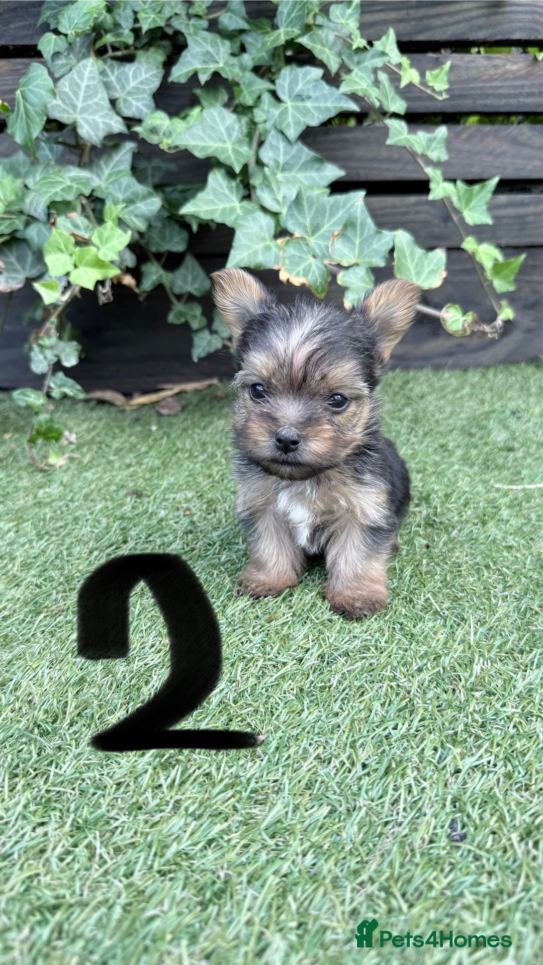 Mixed Breed dogs for sale: 4 gorgeous puppies for sale - Image 3