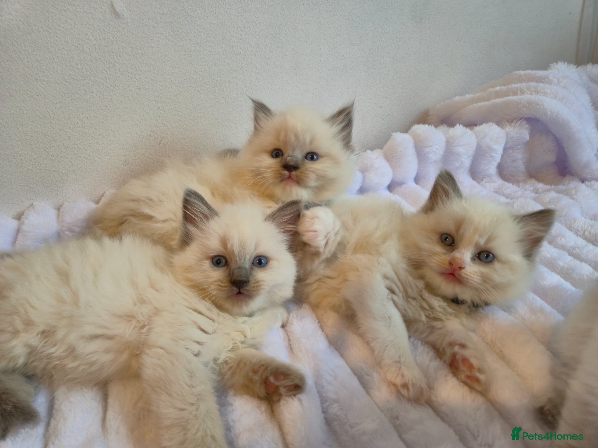 Ragdoll cats Ragdoll kittens  - Advert 6