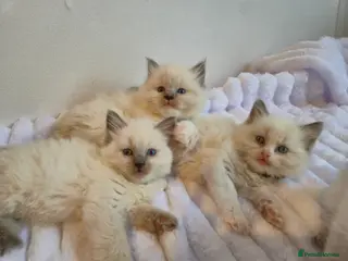 Ragdoll cats Ragdoll kittens - Advert 6