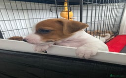 Jack Russell dogs for sale: Stunning 7 wks Jack Russell Terrier pups £950 - Image 3