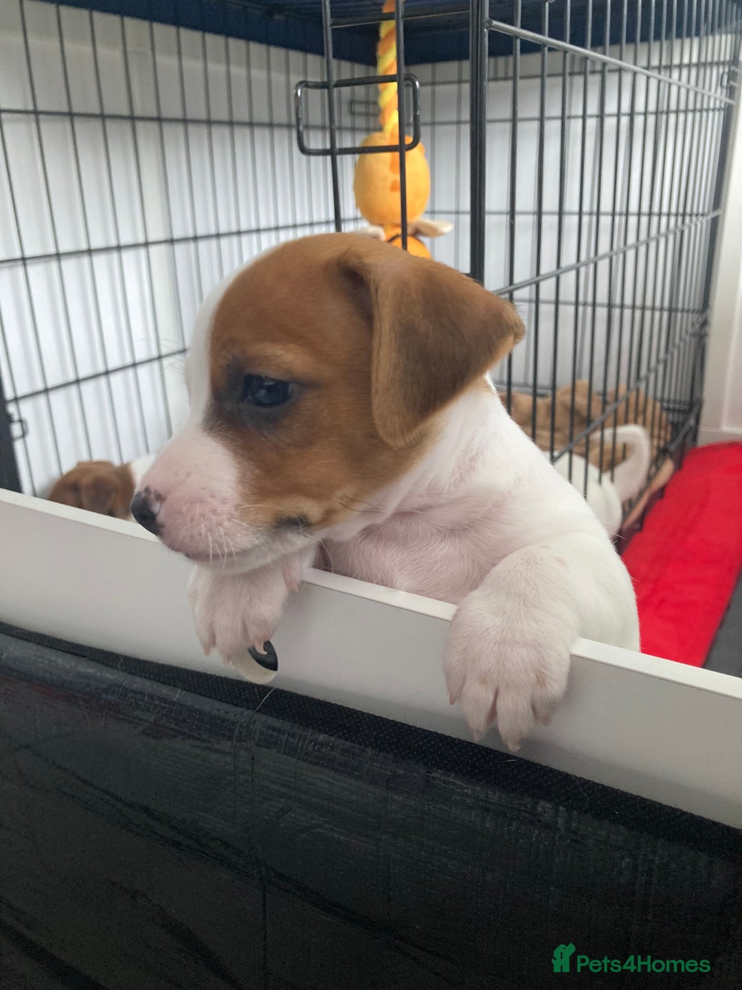 Jack Russell dogs for sale: Stunning 7 wks Jack Russell Terrier pups £950 - Image 3