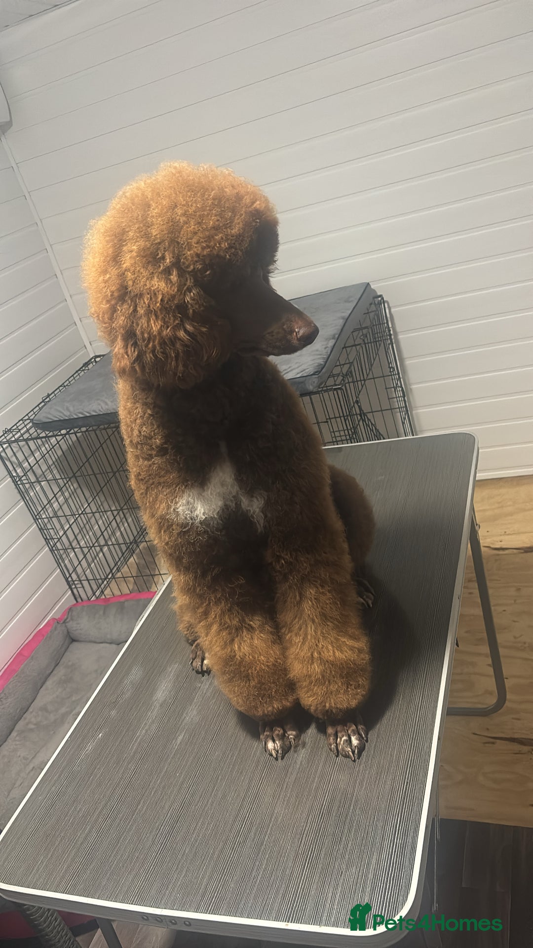 Standard Poodle dogs for sale: Standard poodle  - Image 2