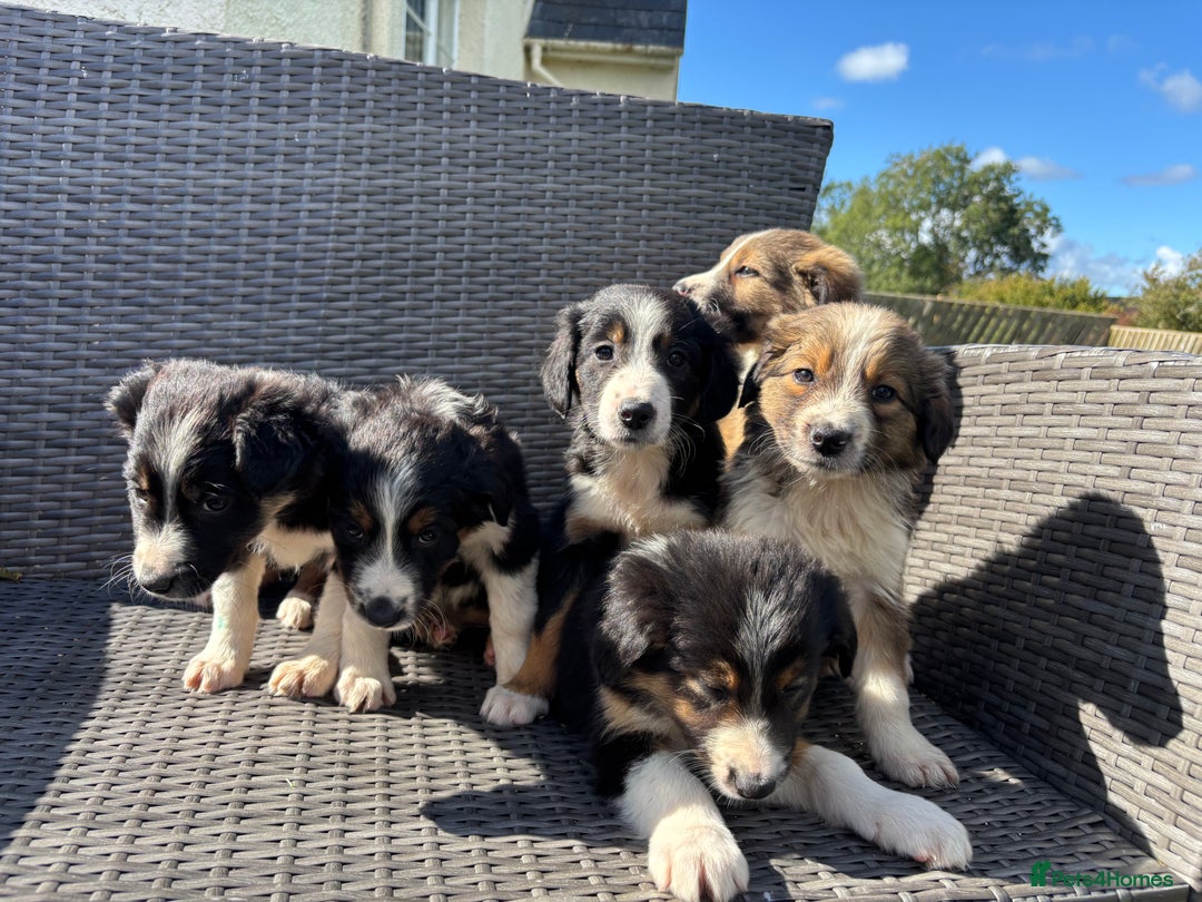 Border Collie dogs for sale: Beautiful Collie Puppies❤️ - Image 7