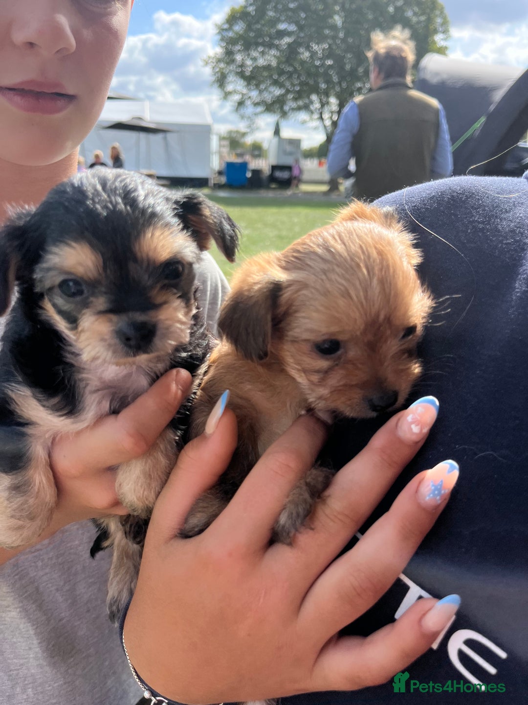 Chorkie dogs for sale: Chorkie puppies  - Image 11