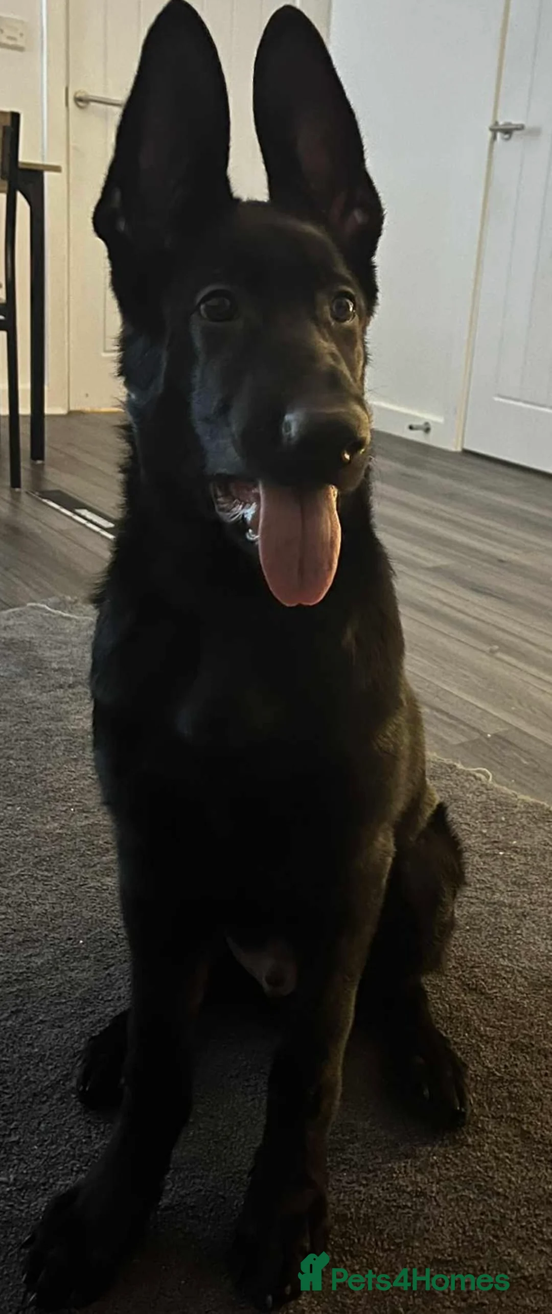 German Shepherd dogs for sale: Working Line German Shepherd  - Advert 1