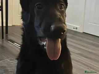 German Shepherd dogs Working Line German Shepherd - Advert 2