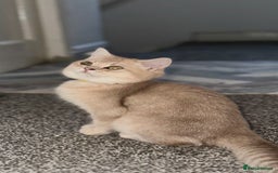 British Shorthair cats for sale: *READY NOW* TICA registered BSH kittens - Image 3