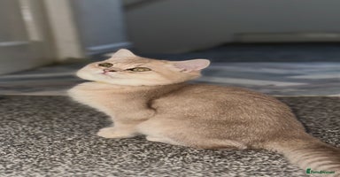 British Shorthair cats - Advert 6