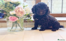 Cockapoo dogs for sale: Beautiful Cocka Poo Puppies  - Image 6